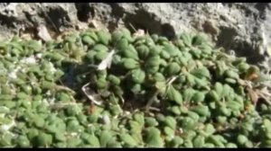 Limonium minutum - coca marina, especie endémica de las Islas Baleares