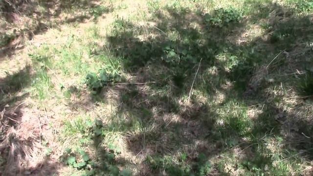 Копаем на заброшенном хуторе в тайге смотреть онлайн