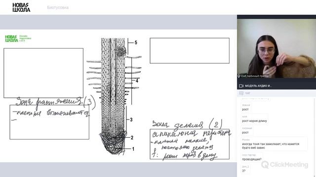 НШ | Биология. Зоны корня смотреть онлайн