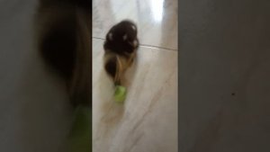 Утёнок в квартире