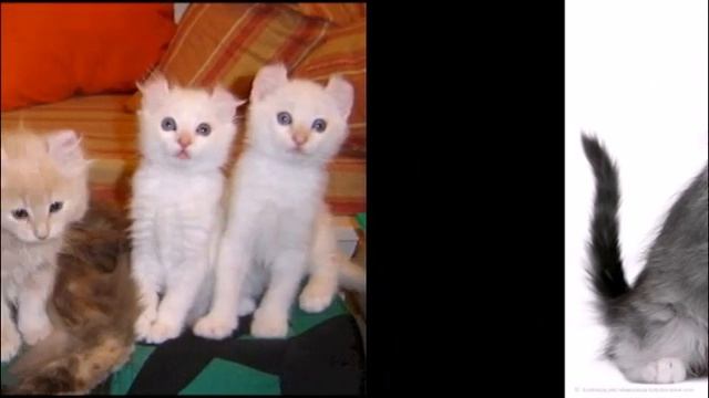 American Curl (Американский керл ) смотреть онлайн
