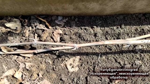 ? "Искореняющая" ОБРАБОТКА ВИНОГРАДА ранней весной. Мифы и реальность. Задержка распускания почек.