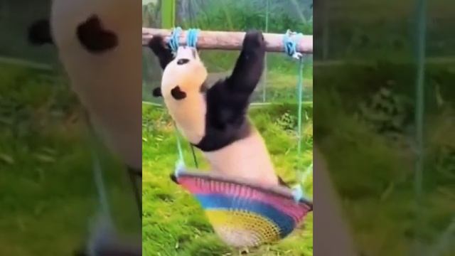 Панда, которая смогла не упасть