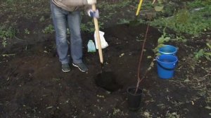 Pro абрикос. Часть 3. Правильная посадка абрикоса