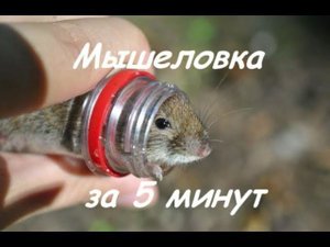 Мышеловка за 5 минут. Поймал мышь. The trap for 5 minutes. Caught the mouse. Extermination.
