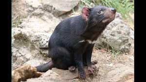 Тасманский дьявол