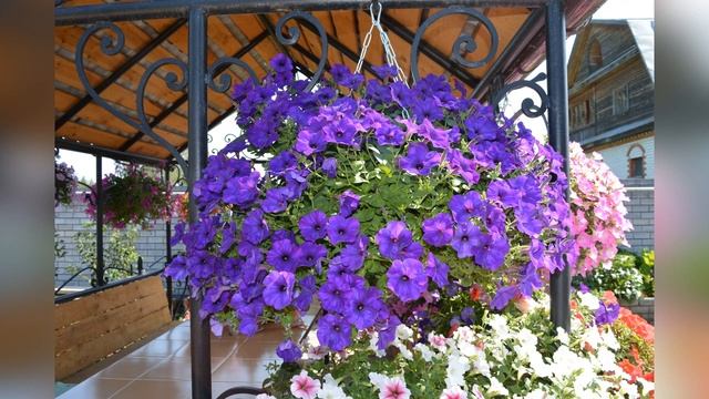 Обзор сортов петунии. Планы на следующий год. смотреть онлайн