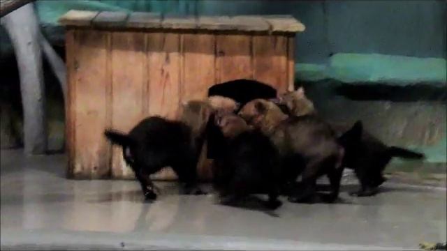 Кустарниковые собачки на новом месте 26.09.17 Новосибирский зоопарк им. Р.А.Шило смотреть онлайн