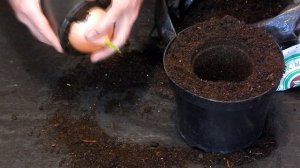 ? Ч 4. Как получить свои семена лука эксибишен. Перевалка посаженных луковиц.