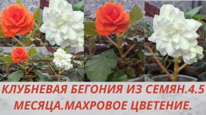 Обзор цветения клубневой бегонии.Бегония из семян. Махровые цветы бегонии. Рассада бегонии 4.5 мес.