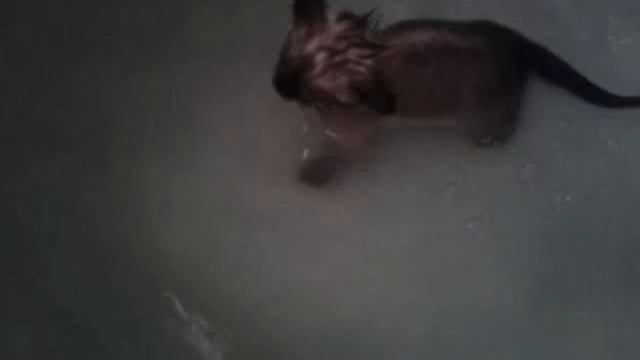 Сиамский котенок первый раз в ванной! смотреть онлайн