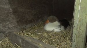 Жизнь в деревне. Армения