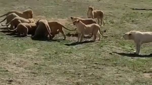 ЗАЛОЖНИКИ Тайгана... Мариупольские Львы и Львицы...