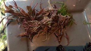 Planting Cryptocoryne wendtii pink panther or crypt wendtii