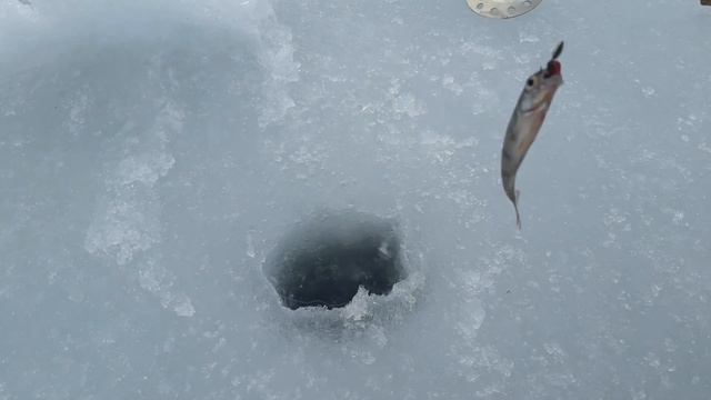 Ловля спортивных окуней!Зимняя рыбалка в Киеве! смотреть онлайн