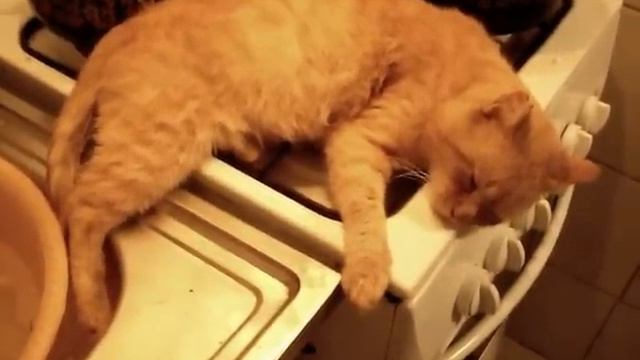 Кот стирает хвост.AVI смотреть онлайн