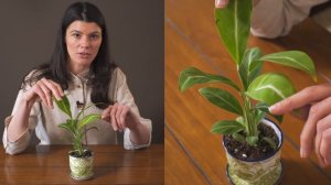 Spathiphyllum 'Silver Streak' (Peace Lily) Houseplant Care — 13 of 365