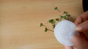 Черенкуем хризантему мультифлора в воде