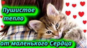 Неоценимый дар который нам дарят Кошки!