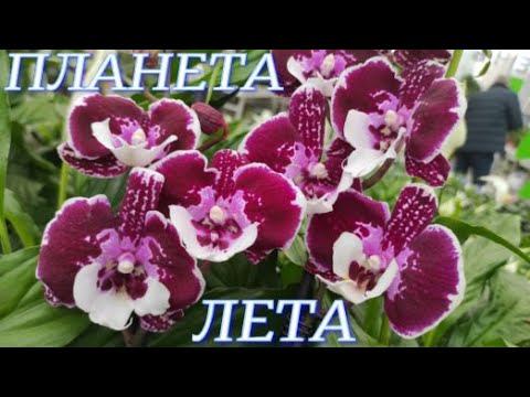 №836/ МОРЕ шикарных ОРХИДЕЙ в ПЛАНЕТА ЛЕТА.