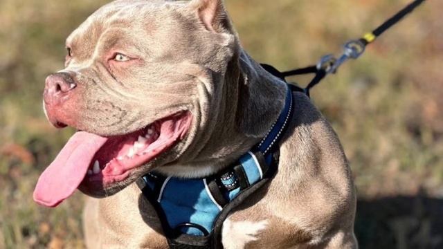 Свободная девочка, ждет своих родителей. Возраст 6 месяцев. #americanbully #американскийбулли