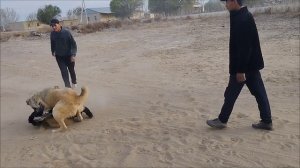 собачья война#