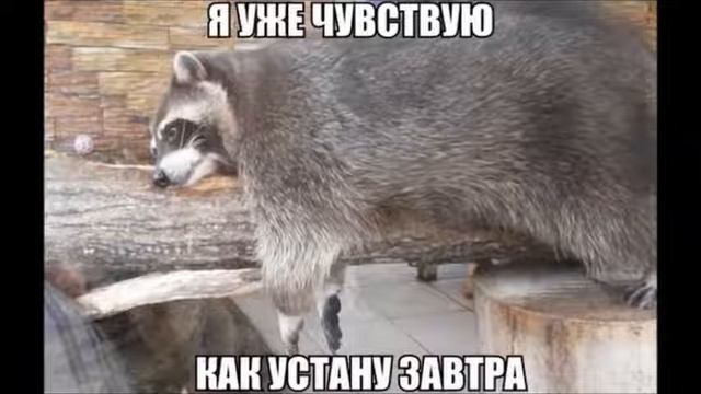 Я ржал до слез | Приколы | Убойные приколы | Смешная подборка # 2 смотреть онлайн