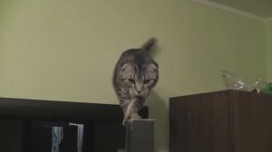 Кот упал со шкафа Spider Cat