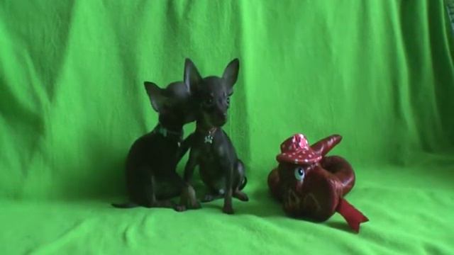 Щенки той-терьера смотреть онлайн