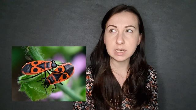 Биология. Адаптации. Гомологи и аналоги, рудименты и атавизмы. Зачем животные притворяются опасными смотреть онлайн