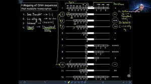 Mapping of DNA Sequences modulating transcription