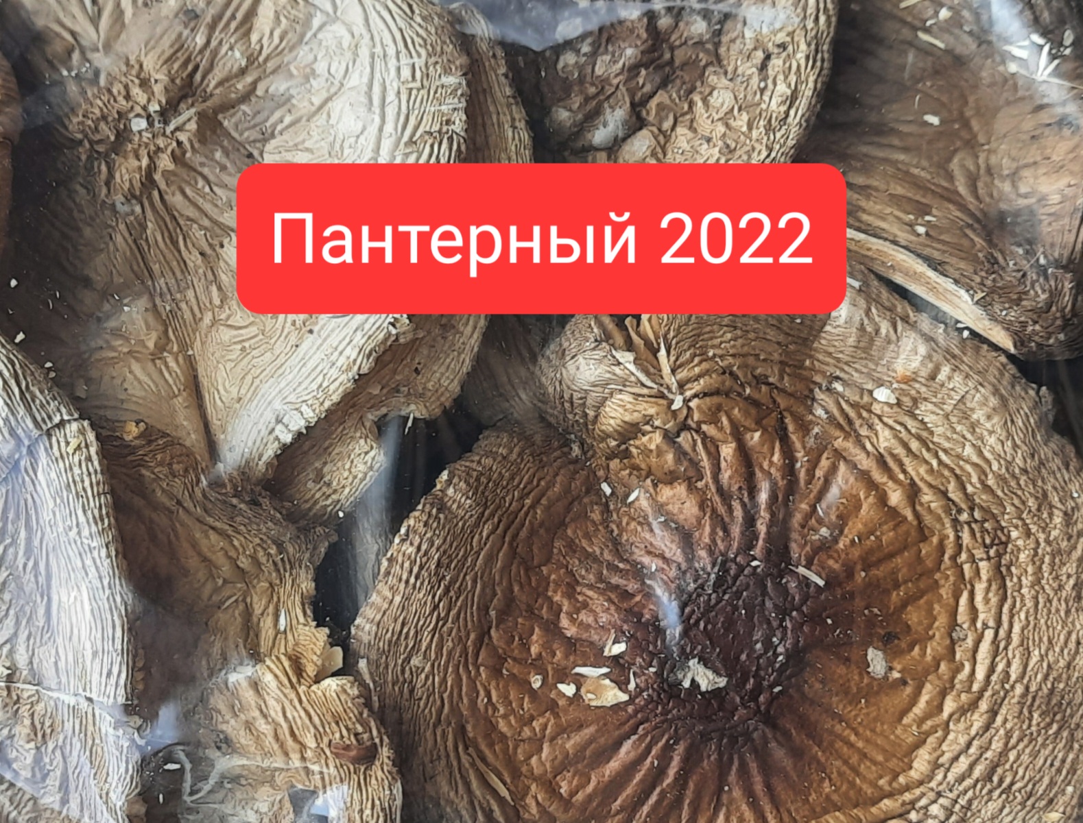 Мухомор пантерный 2022. Пантерный мухомор свежего сбора. Купить микродозинг пантерного мухомора.