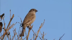 Paul Arden-Taylor  Chamber group  Fugue.