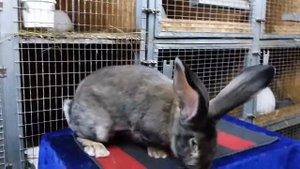 Кролики великаны породы Бельгийский великан купить