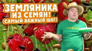 СТРАТИФИКАЦИЯ И ПОСЕВ СЕМЯН ЗЕМЛЯНИКИ (КЛУБНИКИ)