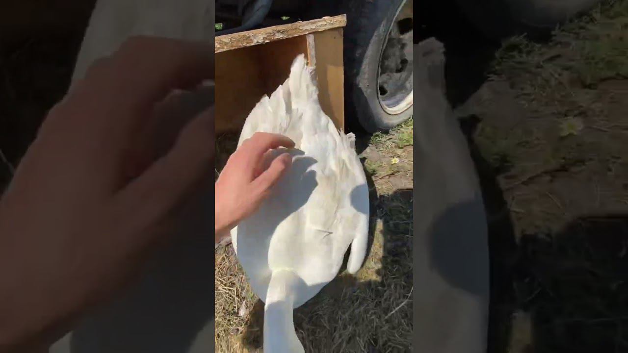 Придумала же природа смотреть онлайн