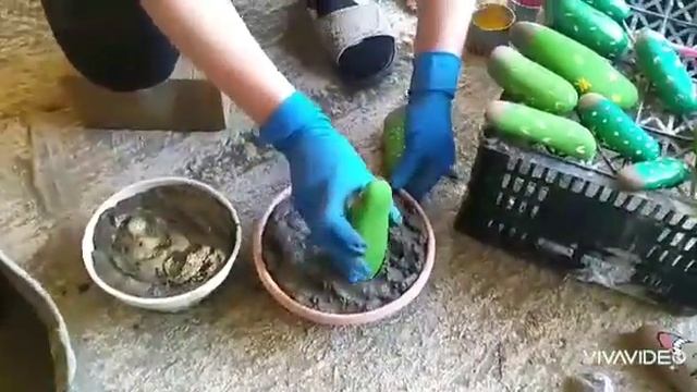 Кактусы из камней. ДК сШаумян смотреть онлайн