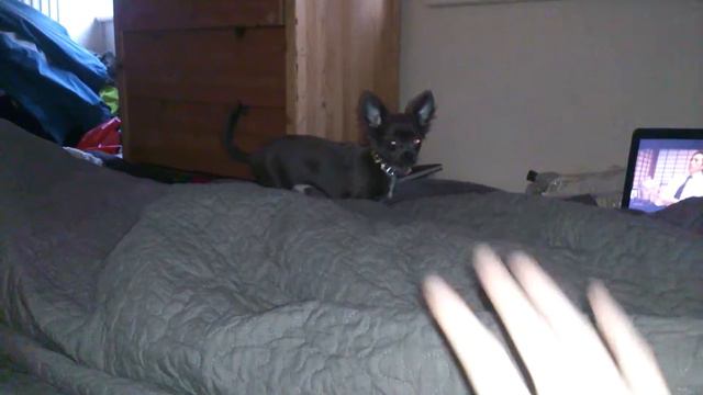 Excited Rare Blue Chihuahua Puppy Goes Hyper! So Cute смотреть онлайн