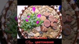 Литопс(живые камни) уход и содержание в домашних условиях!