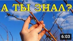 МАЛИНА весной: 6 шагов к богатым урожаям???