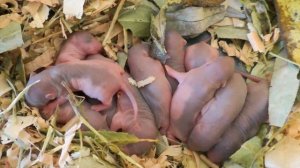 Выкармливание крысят. Как выкормить крысят?