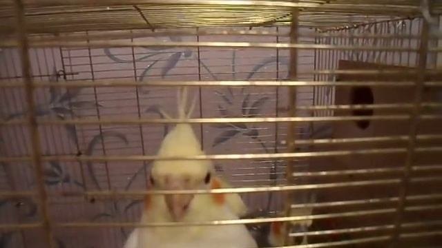 Дикие кореллы)