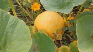 Мои тыквы 25 июля. Обзор крупных тыкв. Какой урожай ждать с 96 кустов?