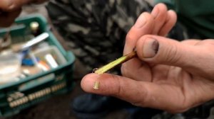 Прививка винограда в подвой-чёрным в зелёное.