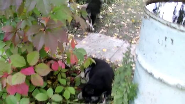 DSCF2078 Игры щенков восточно европейской овчарки смотреть онлайн