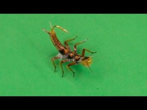 Нимфы Веснянка, Веснянка голд от Черной речки.