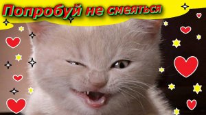 Попробуй не Засмеяться: Смешные кадры Кошек и Котят!