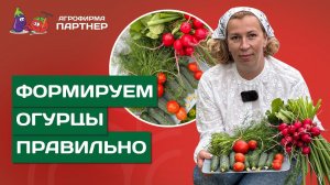 КАК ЛУЧШЕ ВСЕГО ФОРМИРОВАТЬ ОГУРЦЫ