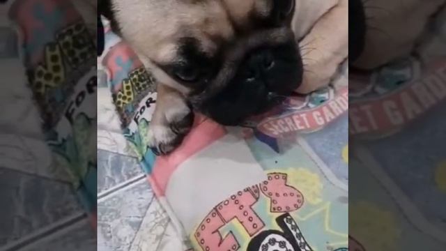 Мопса Миру нельзя ругать, после этого чувствуешь себя, очень плохим человеком!!!! смотреть онлайн