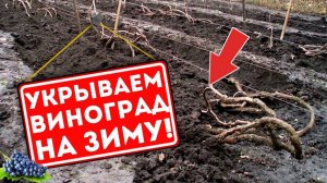 Как правильно укрыть виноград на зиму соломой землей и снегом? Чем укрыть виноград на зиму?